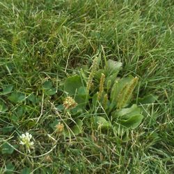 Exotic flora. Dandelion I think.