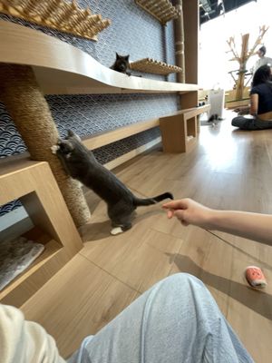 Kokoro Cat Café by null