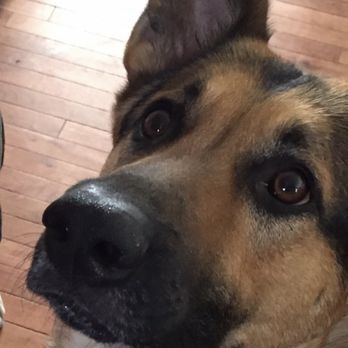 Take A Lead K9 Training and Transporter - Pet Training Near Me Take A Lead K9 Training and Transporter - Pet Training Near Me