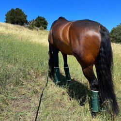 Harley Brown Equestrian