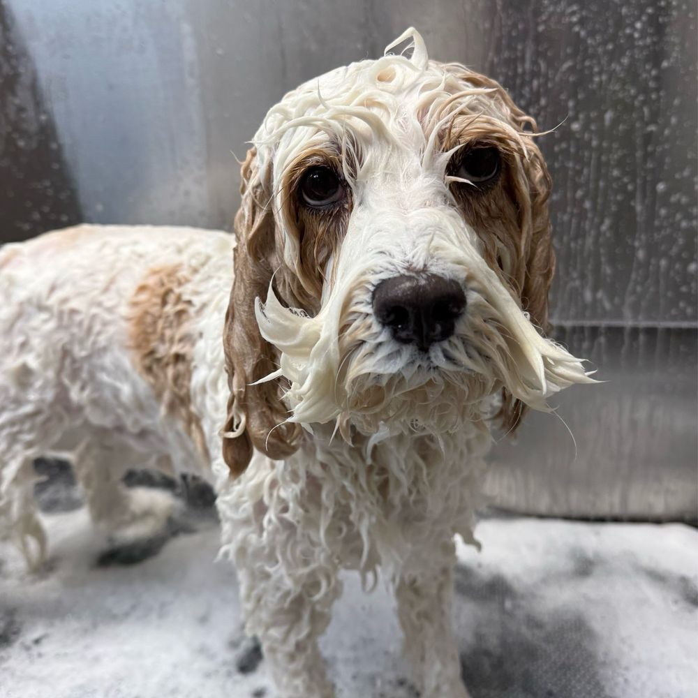 Pawssentials - Bath time - Pet Groomers Near Me - Milpitas, California