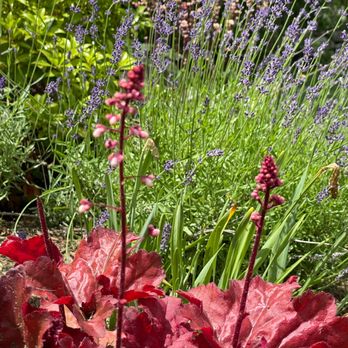 Madrona Brothers - a close up of a plant with red leaves and purple flowers - Lawn Services Near Me - Framingham, Massachusetts Madrona Brothers - a close up of a plant with red leaves and purple flowers - Lawn Services Near Me - Framingham, Massachusetts