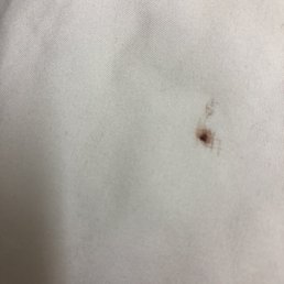 Bed bug we killed