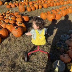 Kernersville Pumpkins & Christmas Trees