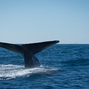 East Meets West  - Whale Fluke right next to us! - Boat Charters Near Me - Newport Beach, California