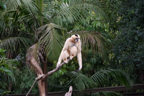 Adelaide Zoo by null