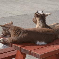 Kennedy's Pet Farm - Lounging