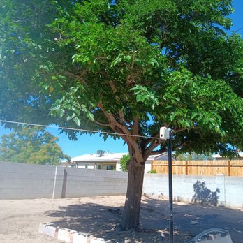 Roberts Tree Service - After job was complete. - Tree Services Near Me - Albuquerque, New Mexico