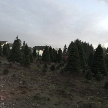 Green Branch Ranch - Christmas Trees Near Me - Tacoma, Washington