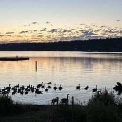 Pritchard Island Beach