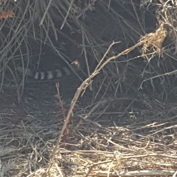 Lake Poway Park - Rattlesnake Tail!!! - Parks Near Me - Poway, California Lake Poway Park - Rattlesnake Tail!!! - Parks Near Me - Poway, California