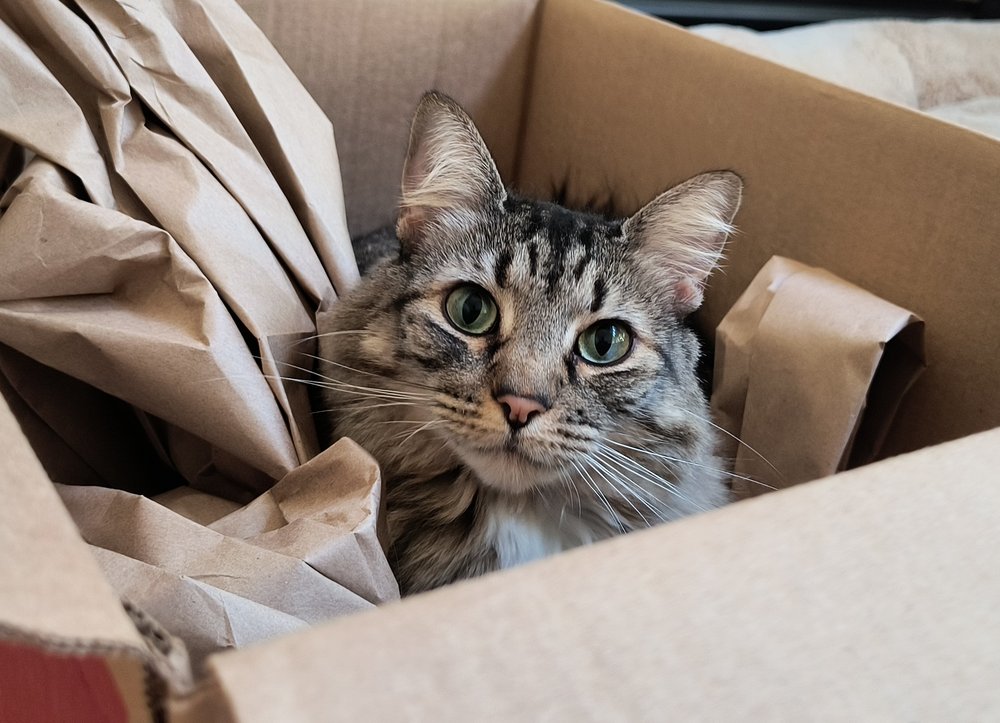 FETCH! PET CARE RALEIGH Updated July 2024 16 Photos Raleigh