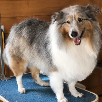 Southern Serenitys Camp Canine - Gibbs the Sheltie after his haircut! - Pet Groomers Near Me Southern Serenitys Camp Canine - Gibbs the Sheltie after his haircut! - Pet Groomers Near Me