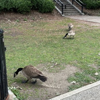Echo Park Lake - Few geese fighting over the food. - Parks Near Me - Los Angeles, California