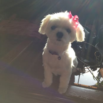 Fancy Paws - Pet Groomers Near Me - Carson, California