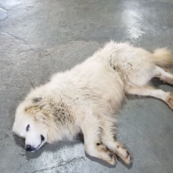 Warden's Table - Local dog that hangs out here - Barbeque Near Me - Petros, Tennessee