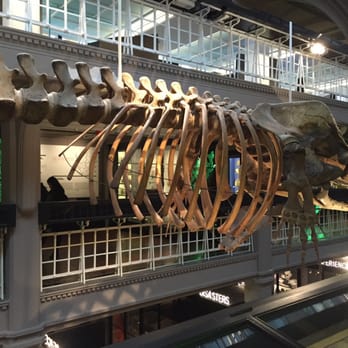 Manchester Museum - Museums Near Me - Manchester, XGM Manchester Museum - Museums Near Me - Manchester, XGM