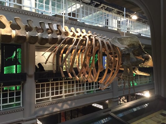 Manchester Museum by null