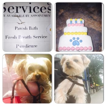 K9 Couture - Before/after for Dolces birthday spa-like services! - Pet Stores Near Me - Toronto, Ontario K9 Couture - Before/after for Dolces birthday spa-like services! - Pet Stores Near Me - Toronto, Ontario