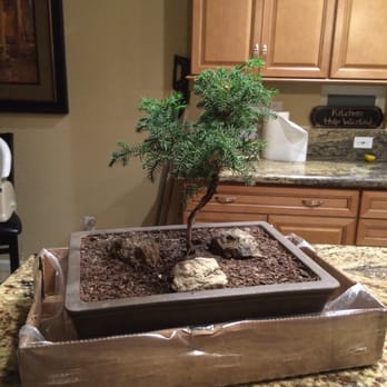 Hollandutch Nursery - May be two-year-old bonsai, mine was 18 years old!⁉ - Nurseries & Gardening Near Me - Lodi, California Hollandutch Nursery - May be two-year-old bonsai, mine was 18 years old!⁉ - Nurseries & Gardening Near Me - Lodi, California