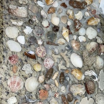 Turner Beach - Sea shells collected off the beach! - Beaches Near Me - Captiva, Florida