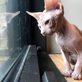 Sacred Sphynx - Sacred Sphynx produces the loveliest of cats - Pet Breeders Near Me Sacred Sphynx - Sacred Sphynx produces the loveliest of cats - Pet Breeders Near Me