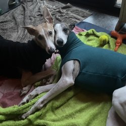 Doggy Ventures Bristol - Home based Doggy daycare - East Bristol