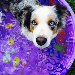 Waggin' Tails Ranch