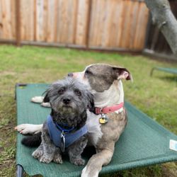 Harmonious Hounds At Home