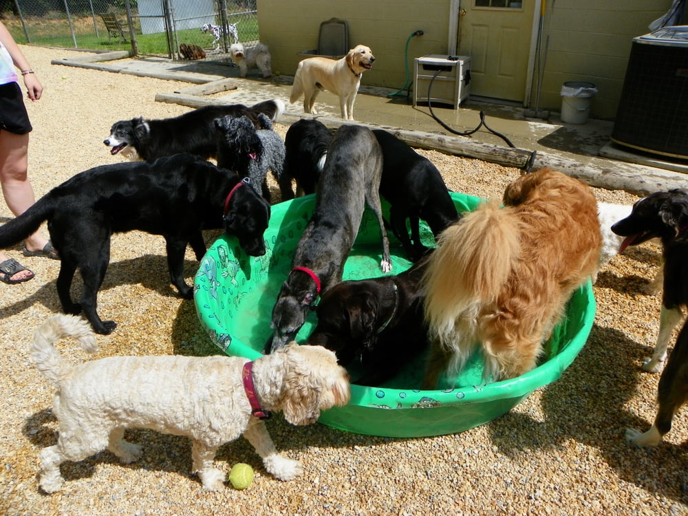 ASPEN GROVE BED & BREAKFAST BOARDING KENNEL Updated September 2024