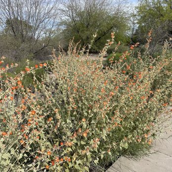 Riparian Preserve at Water Ranch - Parks Near Me - Gilbert, Arizona