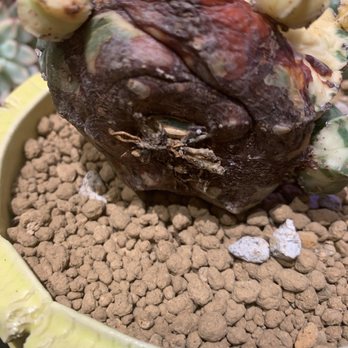 MiMi Nursery - Upsettingly awful. Just awful. - Nurseries & Gardening Near Me - Garden Grove, California MiMi Nursery - Upsettingly awful. Just awful. - Nurseries & Gardening Near Me - Garden Grove, California