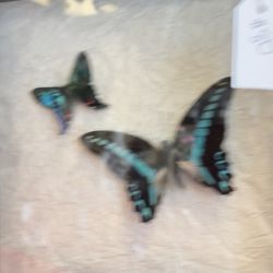 Butterflies