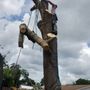 Photo of Wades tree service