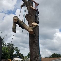 Wades tree service - Remove and trim trees over pool cages or houses