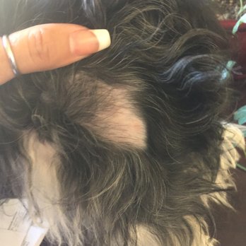 Club Mutt - Pet Groomers Near Me - Chino, California