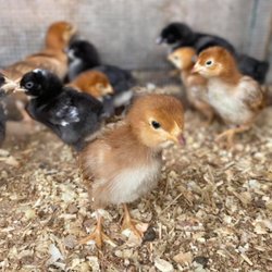 Ladd's Farm Supply
