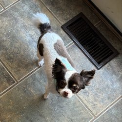 Little Paws Pet Salon - Summer cut for my long hair chihuahua! Even she loves it!