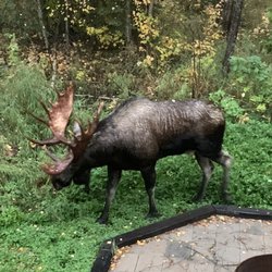 Maria's Creekside B & B - Breakfast moose