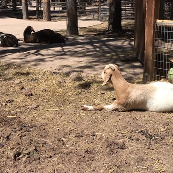 Bearizona - Zoos Near Me - Williams, Arizona