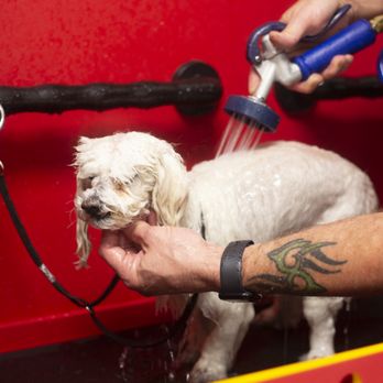 The Dog Stop - The Colony - We'll help make the dog bath a relaxing moment for your pet. - Pet Groomers Near Me - The Colony, Texas The Dog Stop - The Colony - We'll help make the dog bath a relaxing moment for your pet. - Pet Groomers Near Me - The Colony, Texas