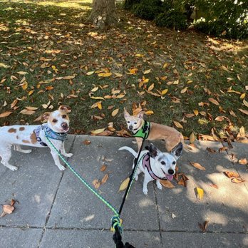 Wag & Wander - They love their walks, such a great team !! - Dog Walkers Near Me Wag & Wander - They love their walks, such a great team !! - Dog Walkers Near Me