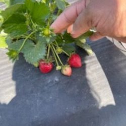 Strawberries