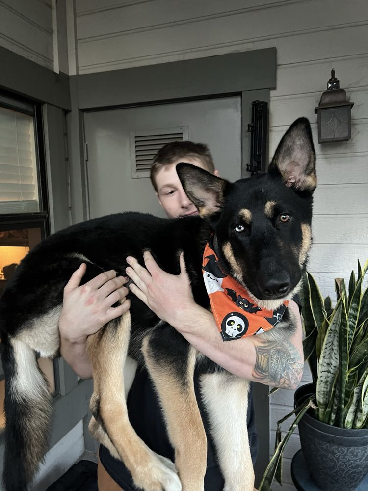 Camp Run-A-Mutt San Marcos - pet boarding facility in San Marcos, CA