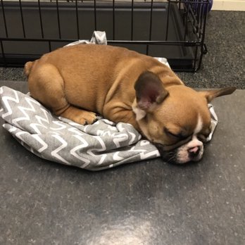 Distinctive French Bulldogs - Pet Breeders Near Me Distinctive French Bulldogs - Pet Breeders Near Me