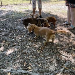 Small dog park is pure nasty dark sand. There is no grass on small side.