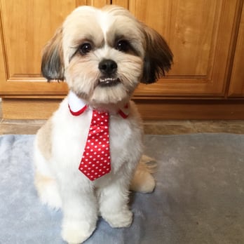 Perfect Pet Salon - Came home with a Tie today :) - Pet Groomers Near Me - Concord, California Perfect Pet Salon - Came home with a Tie today :) - Pet Groomers Near Me - Concord, California