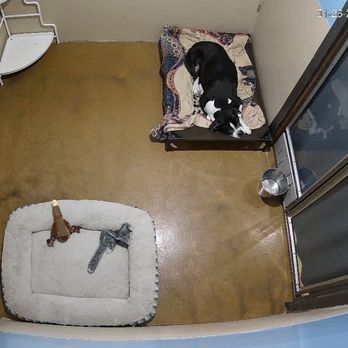 Adventure Pet Resort - Tyson in his Tree House room - Pet Groomers Near Me - Las Vegas, Nevada Adventure Pet Resort - Tyson in his Tree House room - Pet Groomers Near Me - Las Vegas, Nevada