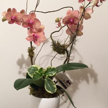 Natural Orchids Boutique - Florists Near Me - Miami, Florida Natural Orchids Boutique - Florists Near Me - Miami, Florida