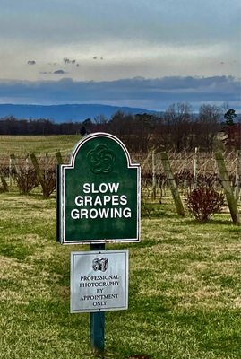 Shelton Vineyards by null